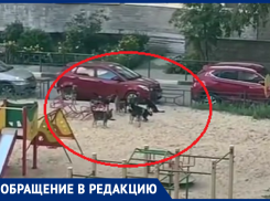 Свора собак взяла в заложники мужчину с маленьким ребенком в Воронеже