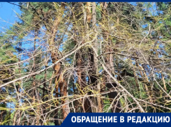 «Голенькие» деревья заметили в воронежском парке 