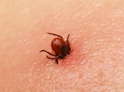 С начала года 133 воронежцев атаковали иксодовые клещи