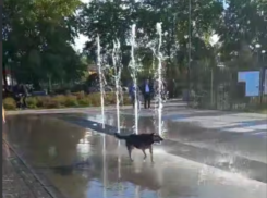 Мокрое майское счастье попало на видео в Воронеже
