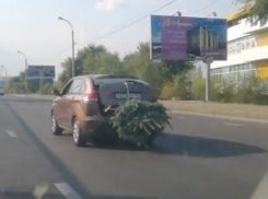 Летнюю подготовку к Новому году сняли на видео в Воронеже