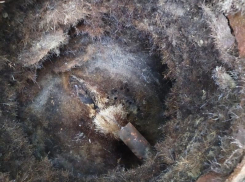 Махровый колодец довел воронежцев от вони до мэрии 