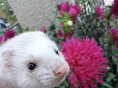 Тридцатый участник конкурса Я и мой любимец Юлианна Горман и ее хорек Аппе (ФОТО-ИСТОРИЯ)