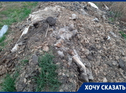 «Ноги, роги и кишки» показал воронежец прокурору Богучарского района