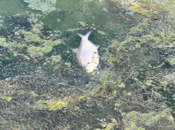  Вонь, тухлая рыба и зеленая вода: тошнотворное состояние водохранилища показали в Воронеже