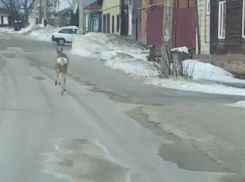 «Ты как здесь оказалась?» – четырехногую красотку показали на видео в Воронежской области