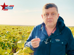 «Верните рынки сбыта!»: Олег Пахолков потребовал спасти сельское хозяйство запретом крупных торговых сетей