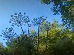 Огромный борщевик-мутант нашли в воронежском ботсаду