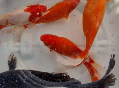 Диковинные карпы кои поселились в воронежском Центральном парке