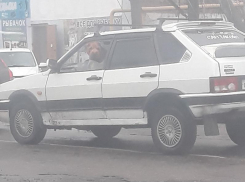 Суровый пес-шофер из девяностых стал звездой соцсетей в Воронеже