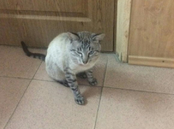 Наглый кот и антисанитария в масловской поликлинике шокировали воронежца                     
