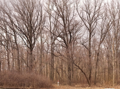 В Каменной степи Воронежской области экологи из «Greenpeace» отметили массовое поражение ясеня