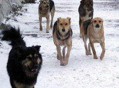 В мэрии Воронежа рассказали, каких бродячих собак будут усыплять