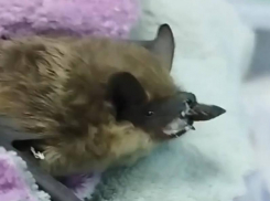 Судебные приставы из Воронежа нашли у здания кровососущее существо