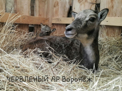 Самка муфлона и ее детеныш поселились в воронежском зоопитомнике 