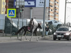 Грациозный всадник на коне вальяжно пересек улицу Воронежа
