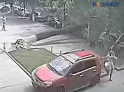 Девушка чудом уцелела после падения огромного дерева в центре Воронежа