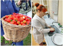 Как в Нововоронеже клубнику на радиоактивность проверяли