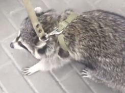 Прогуливающейся по Воронежу енот попал на видео 