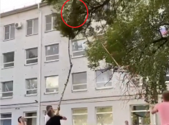 Палкой и тросом пытались достать с дерева сбежавшую обезьяну в Воронеже