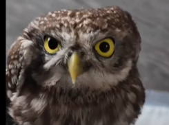 Маленькая птичка попала в клеевую ловушку в Воронежской области