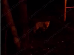 Ушастого гостя заметили в неожиданном месте Воронежа