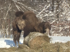 Двух истощенных верблюдов из воронежского цирка спасли нижегородские волонтеры