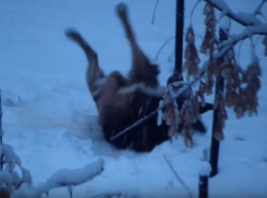 Воронежцы любуются, как дворняга сучит лапами от снежного счастья