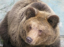 В Воронежской области охранник на стоянке запер полуторагодовалую медведицу в клетку