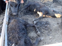 Воронежская полиция не нашла криминала в массовой гибели элитного скота в Аннинском районе