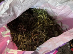 Заготовки на зиму: в Панинском районе у мужчины нашли 812 граммов марихуаны