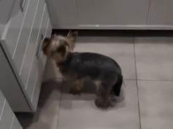 Удивительные алкоспособности раскрыл воронежец у собаки 