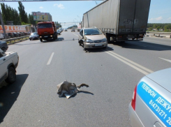 В Воронеже инспектор ГИБДД задержал виновника аварии на Антонова-Овсеенко