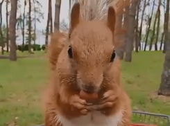 Поедание ореха белкой крупным планом сняли на видео в Воронеже 