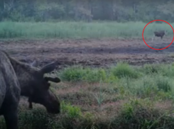 Неудачное свидание лосей в воронежском заповеднике сняли на видео