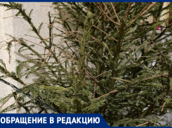 «Она умерла за два дня»: жительница Воронежа лишилась новогоднего настроения после покупки ёлки