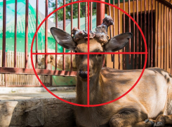 Кому мешает «Оленья балка»? На природный комплекс под Борисоглебском уже второй раз нападают вандалы 