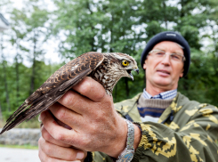 В Воронежском заповеднике имени Пескова освободили из плена молодого ястреба-перепелятника