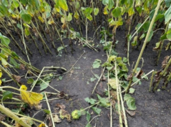 Двое мигрантов вывезли девушку в поле под Воронежем и изнасиловали