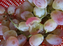 На полигоне под Воронежем уничтожили около полутонны санкционного винограда