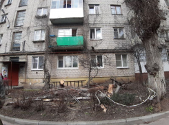 Сухой тополь разбил окна в воронежской многоэтажке на левом берегу