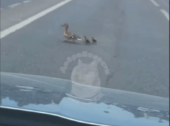 Трогательная семейная прогулка попала на видео в Воронеже