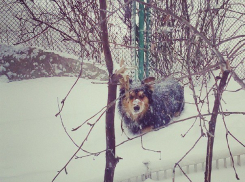 Воронеж замело: коммунальщики ликвидируют последствия снегопада 