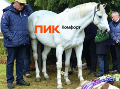 Коммунальная лошадь наконец сдохла в Воронеже