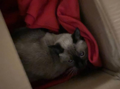 «Услышали хлопок»: кота в луже крови нашли в центре Воронежа 