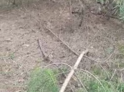 Грибники сняли «нечто необъяснимое» в воронежском лесу 