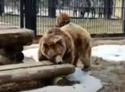 В Воронеже вышли из спячки бурые медведи