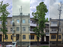 Еще ближе к пустыне: варварская обрезка лип при мэре Петрине вернулась в центр Воронежа