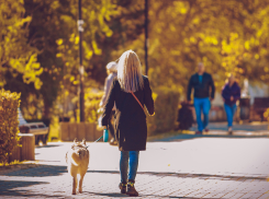 Синоптики рассказали, сколько продлится бабье лето в Воронеже