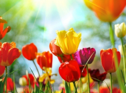 На длинных выходных в Воронеже потеплеет до 24°C